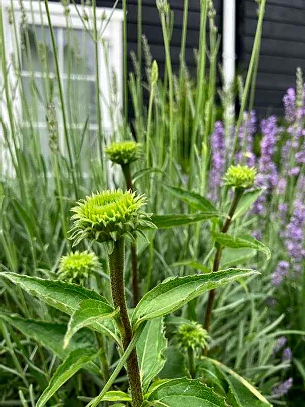 Bla Marine Domki nad Morzem