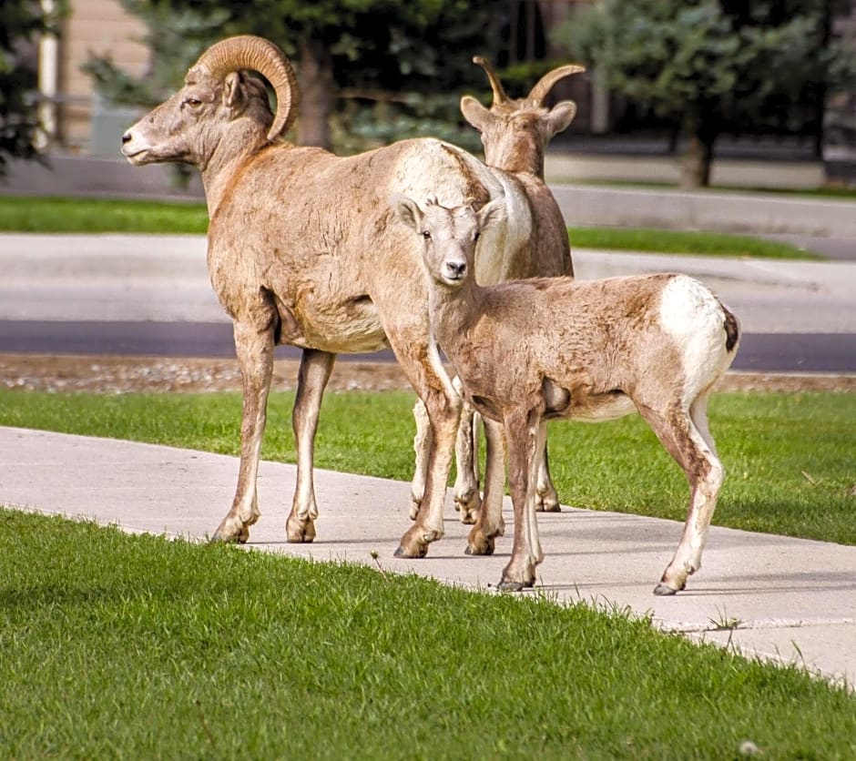Crystal Springs Motel