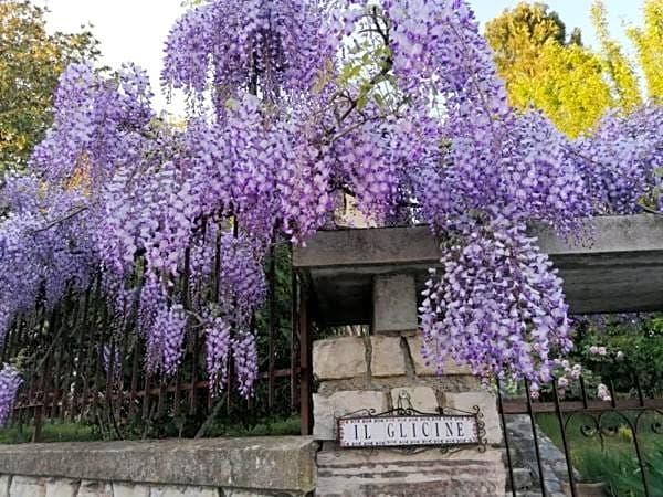 B&B Il Glicine