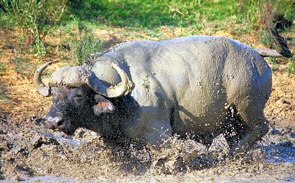 Pumba Private Game Reserve