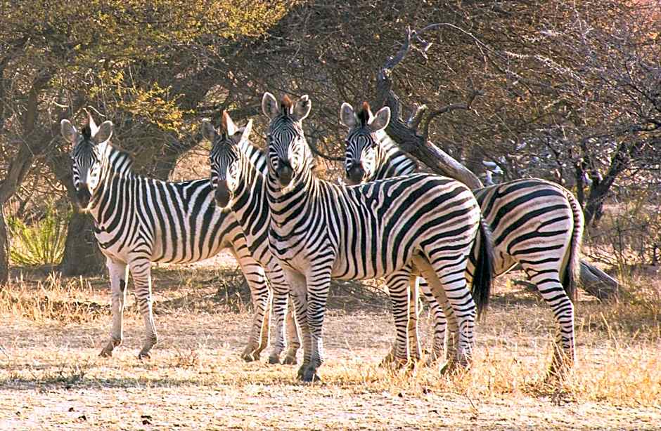 Ditholo Game Lodge Bela Bela