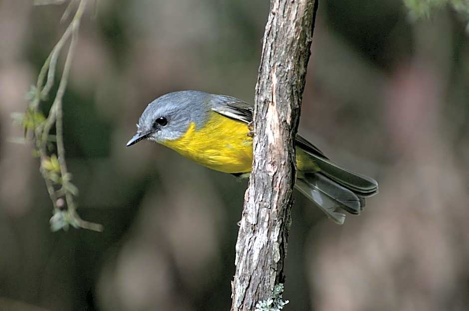 Mallacoota's Shady Gully Caravan Park