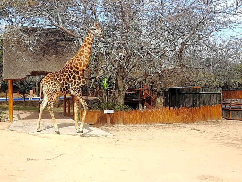 Thornhill Safari Lodge