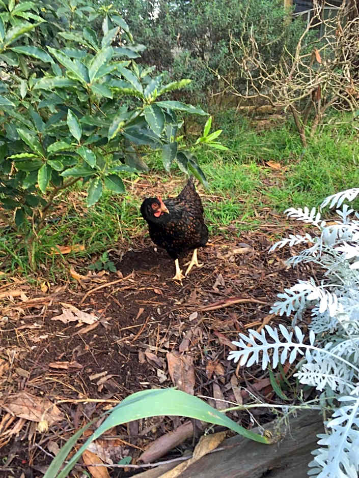 Sherwood Park bed and breakfast