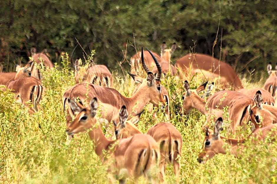 Muweti Bush Lodge