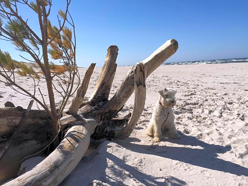 Domki nad morzem Sasino Mojo Miodno Checz