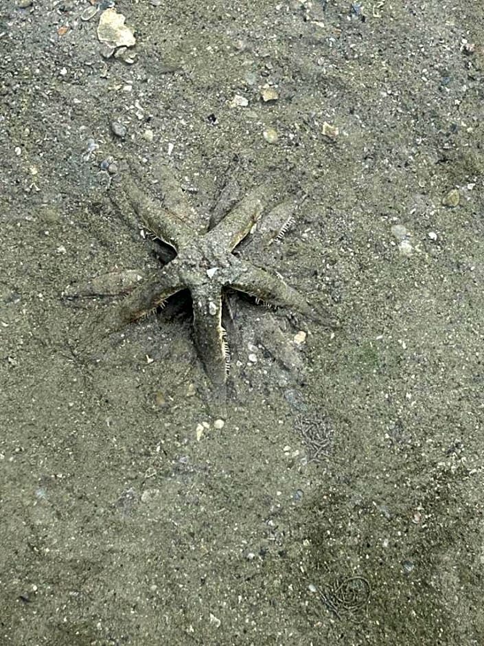 Neverland Beach Village Bungalows