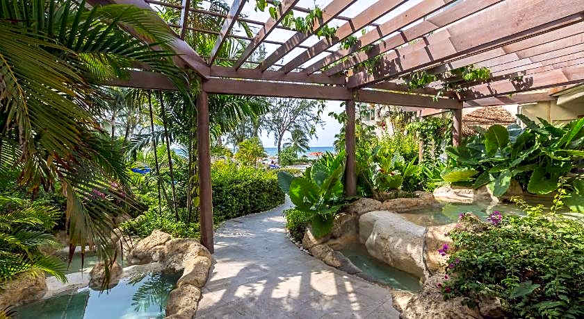 Bougainvillea Barbados
