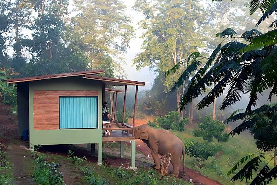 Chiang Mai Elephant Friends