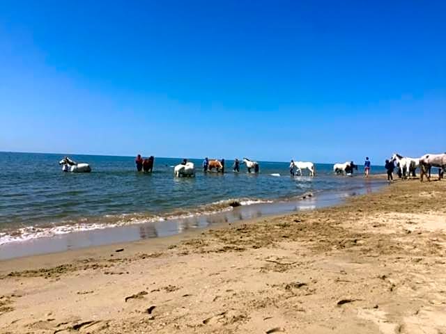 La Salamandre de Camargue