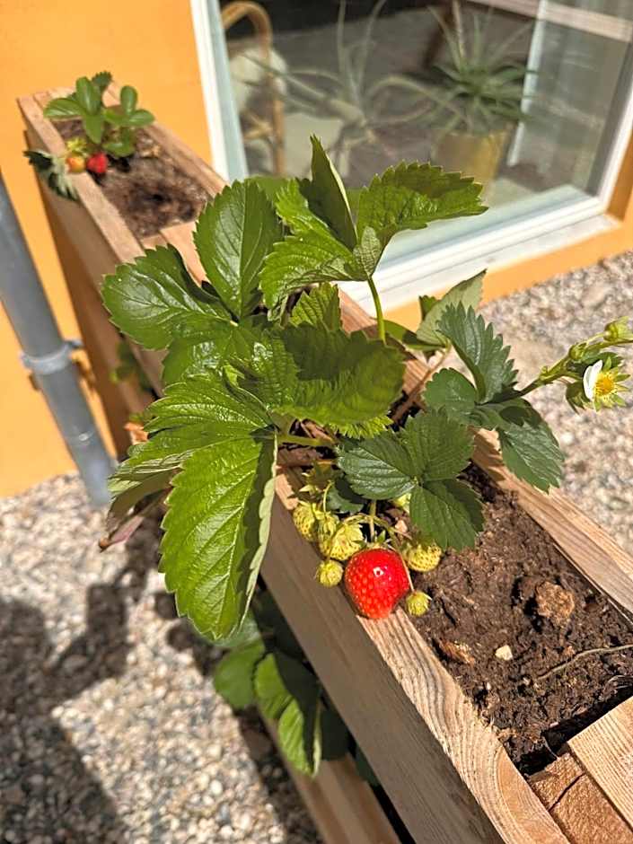 Charming holiday apartment - Beate