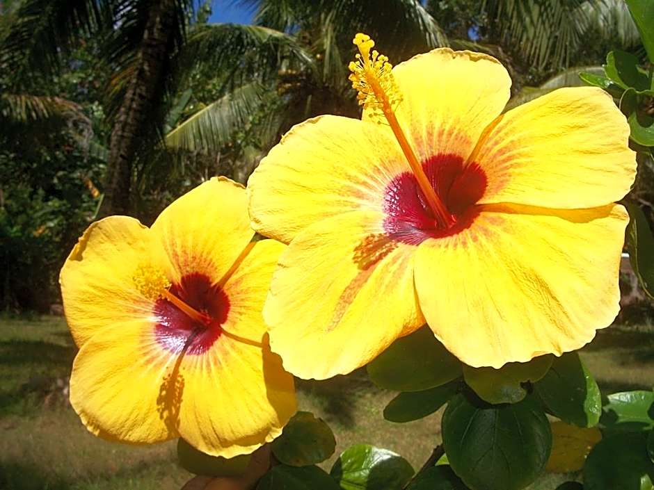 Toris Backpackers Paradise