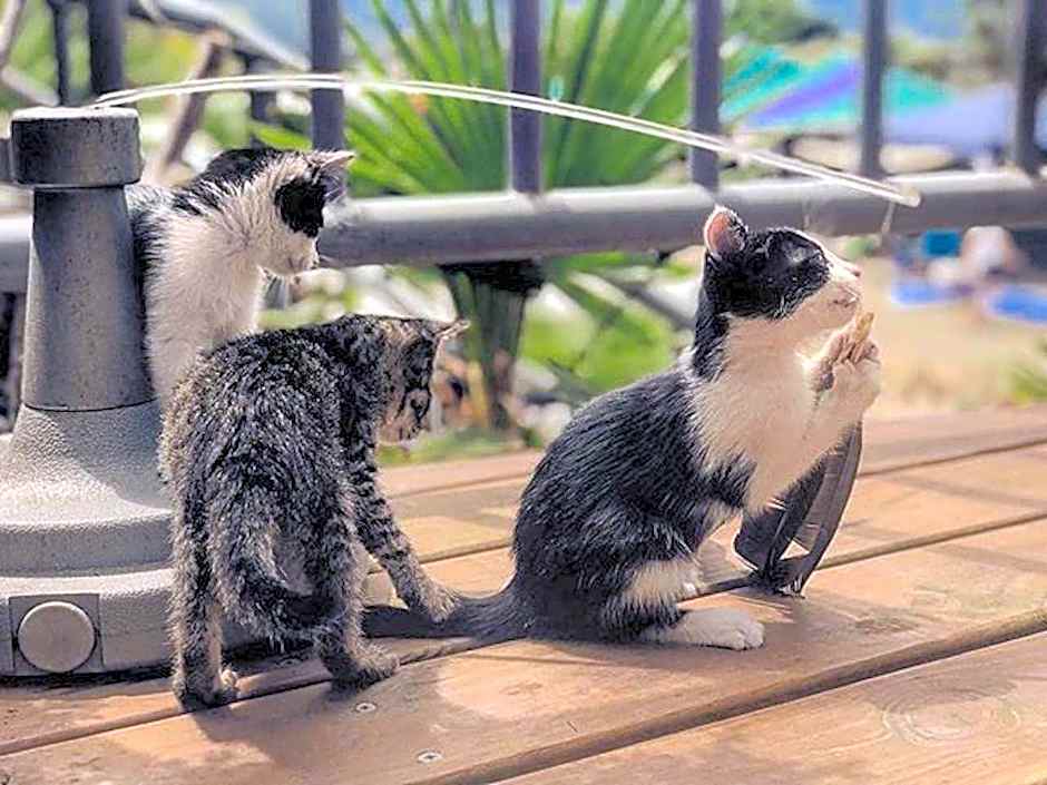 Seeking-Alishan Sunrise