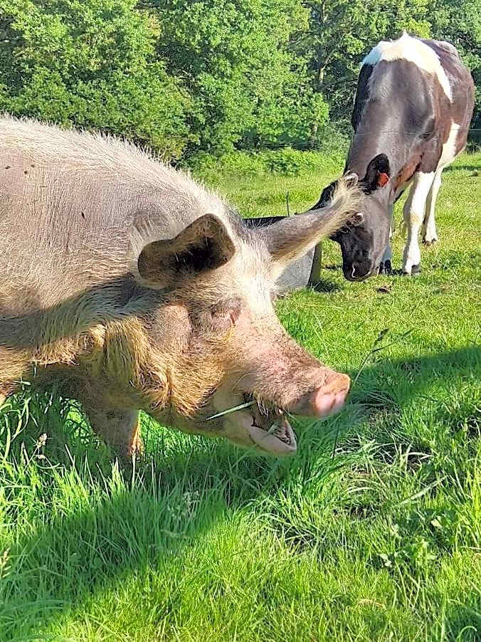 Domaine de Lesvaniel