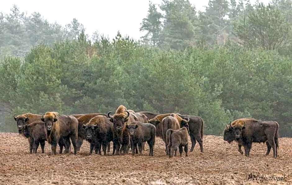 Gościniec Biebrzański