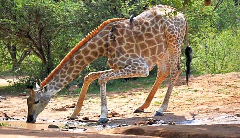 Mabalingwe Elephant Lodge