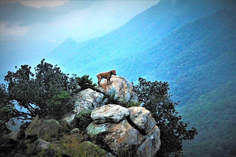 Graceland Eco Retreat