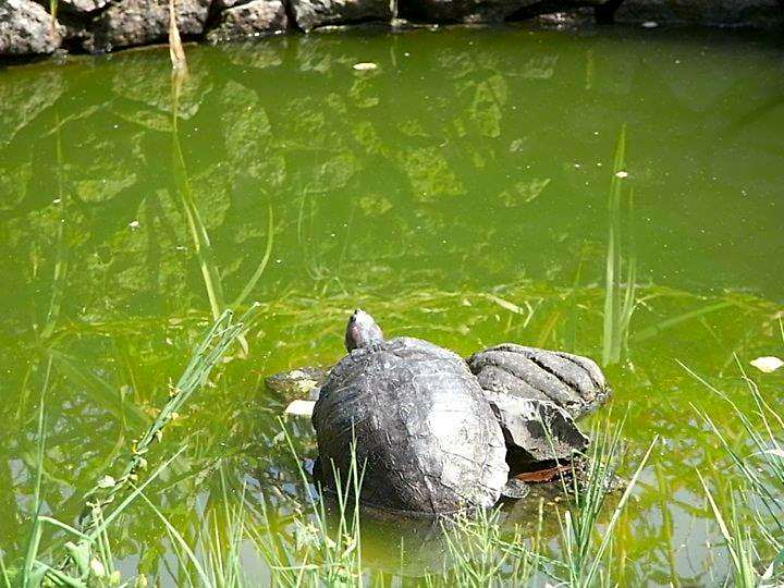 Bed & breakfast Villa Lisetta