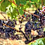 B&B La Vigna