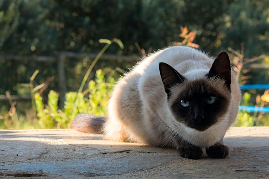 Casale storico nella campagna cilentana