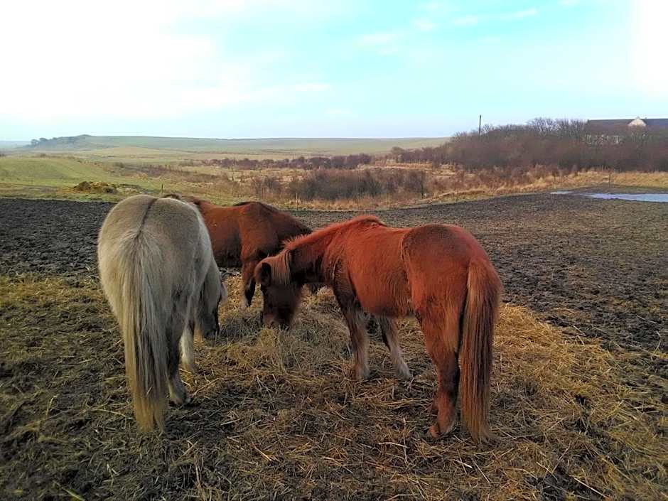 Rikke og Franks Svineri