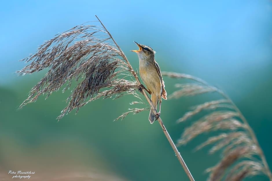 Noclegi nad Biebrzą Stara Szkoła