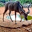 Gamagara Africa Private Nature Reserve