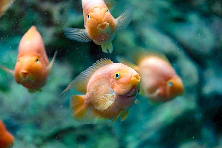 Anika boutique - ¿¿¿¿¿¿¿ ¿¿¿¿¿