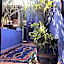 Riad Alamine