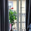 Joy Naples