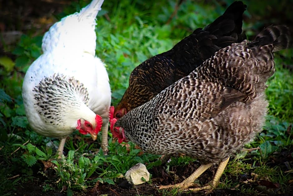 Brambling Fields B&B and Cottages