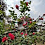 Mount Paradise Nature Stay