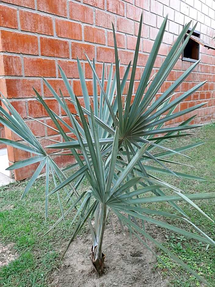 Ubatuba Ferias Maranduba Ville2
