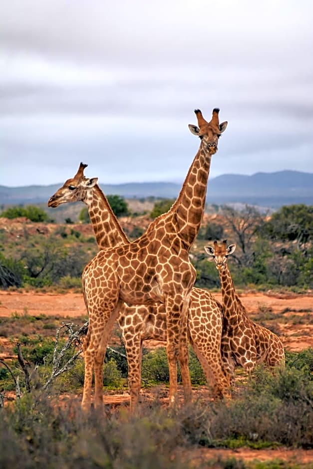 Royal Karoo Safari Lodge