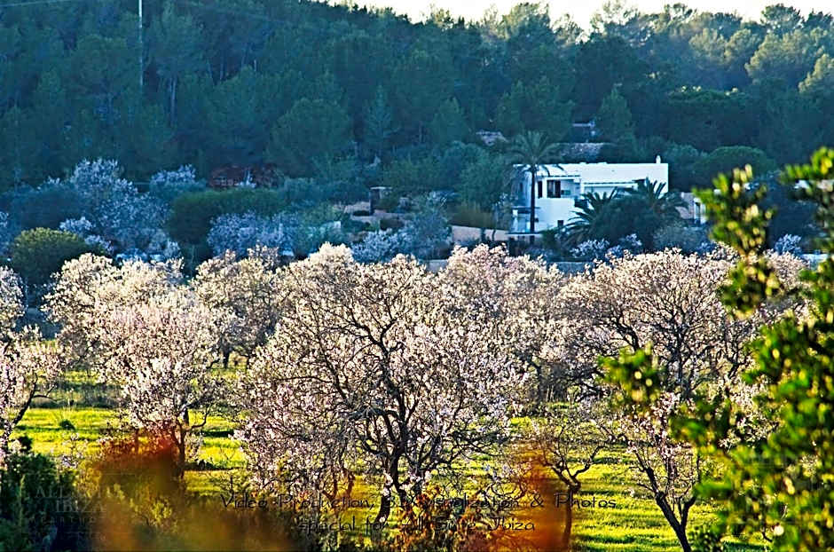 All Suite Ibiza Aparthotel