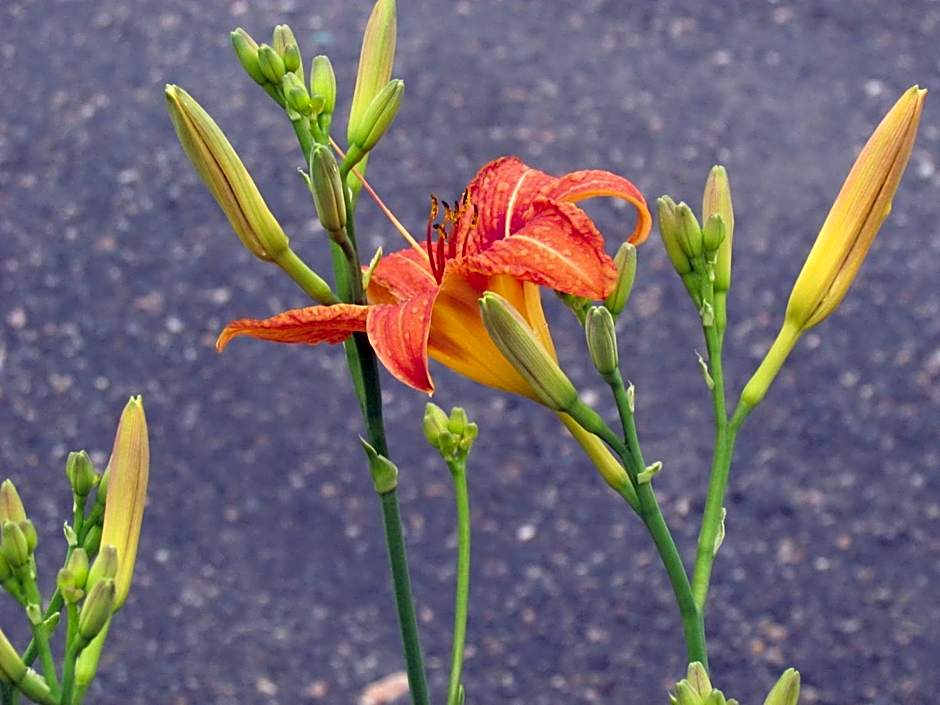 Rodeway Inn King William