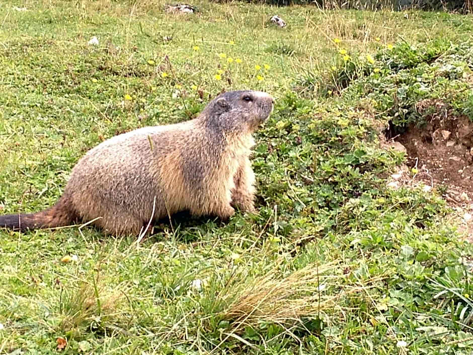 Appartement Resort Hanneshof