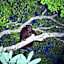 Borneo Jungle Adventure