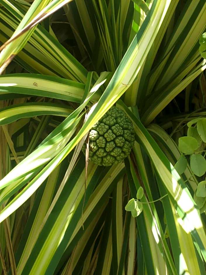 Au Jardin Des Colibris Ecolodge&Spa