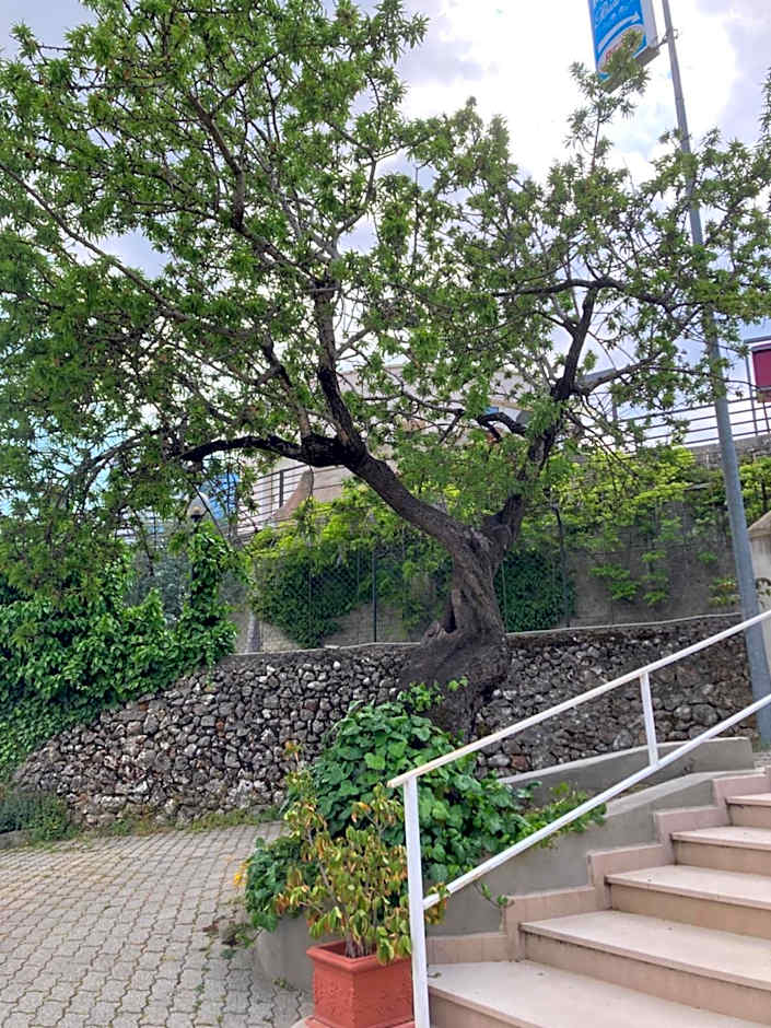 Albergo pensione Bianco