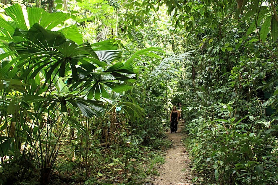 Daintree Crocodylus