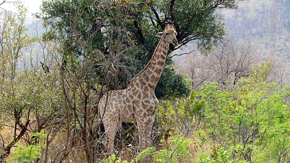 Morokolo Safari Lodge Self-catering