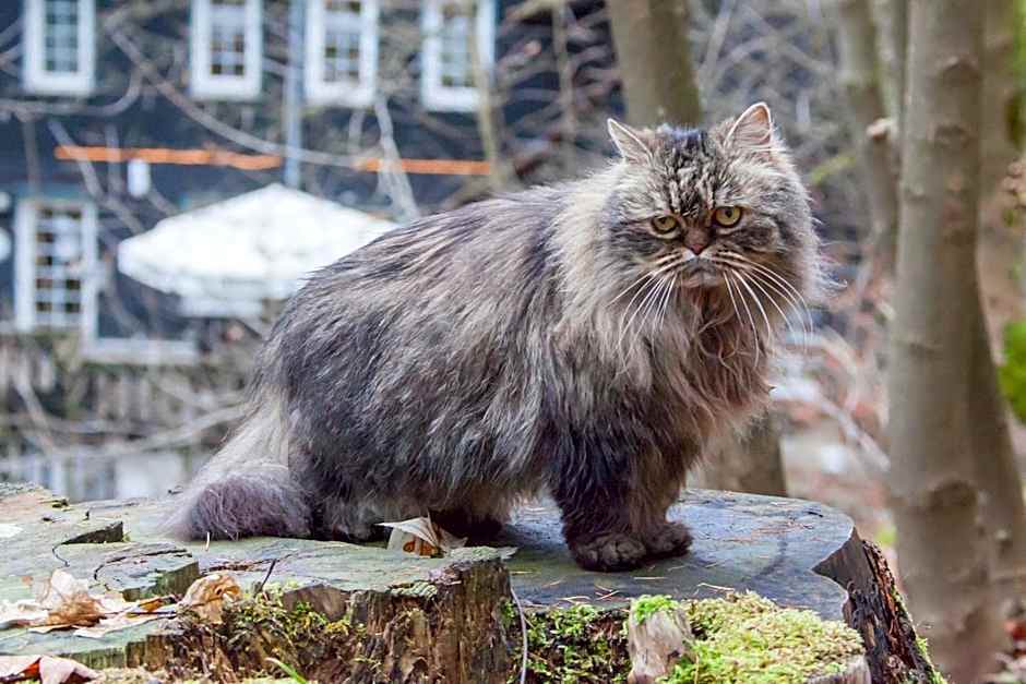 Waldhaus Wolfsbachmuhle