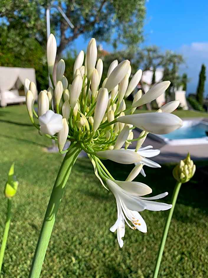 Agapanto Luxury Accommodation