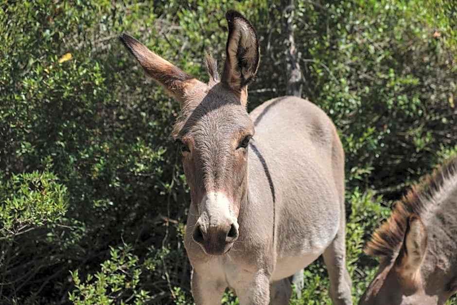 B&B Terra e Smeralda