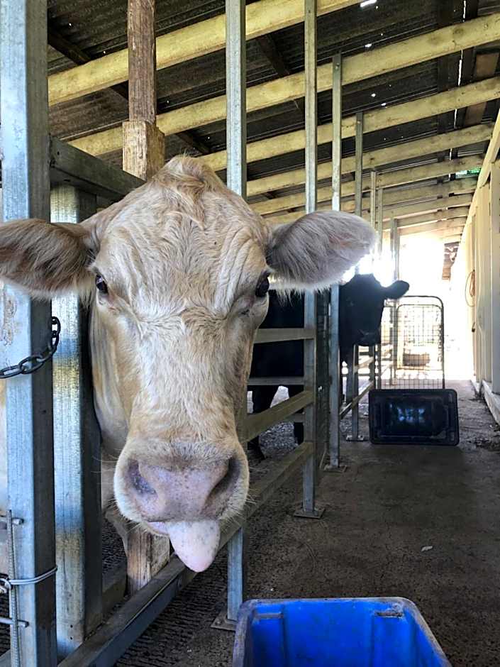 Bestbrook Mountain Farmstay