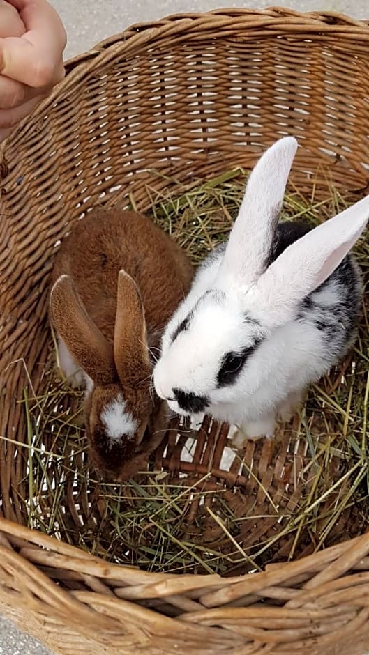 Badererhof Christine Wechselberger