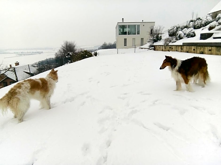 Swiss Borzoi House