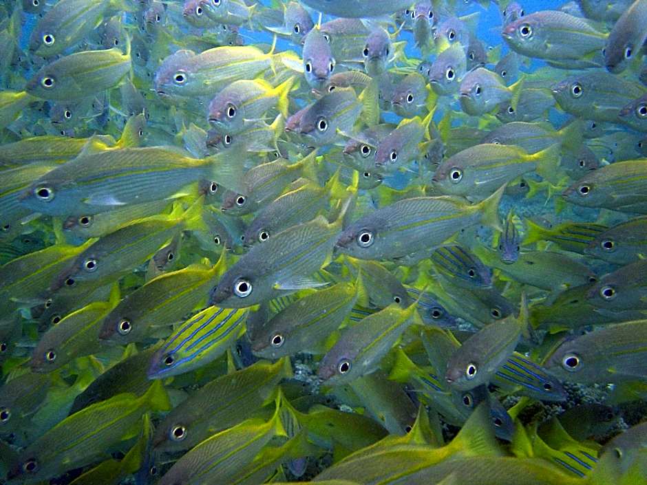 Zawadi Hotel, Zanzibar- All Inclusive