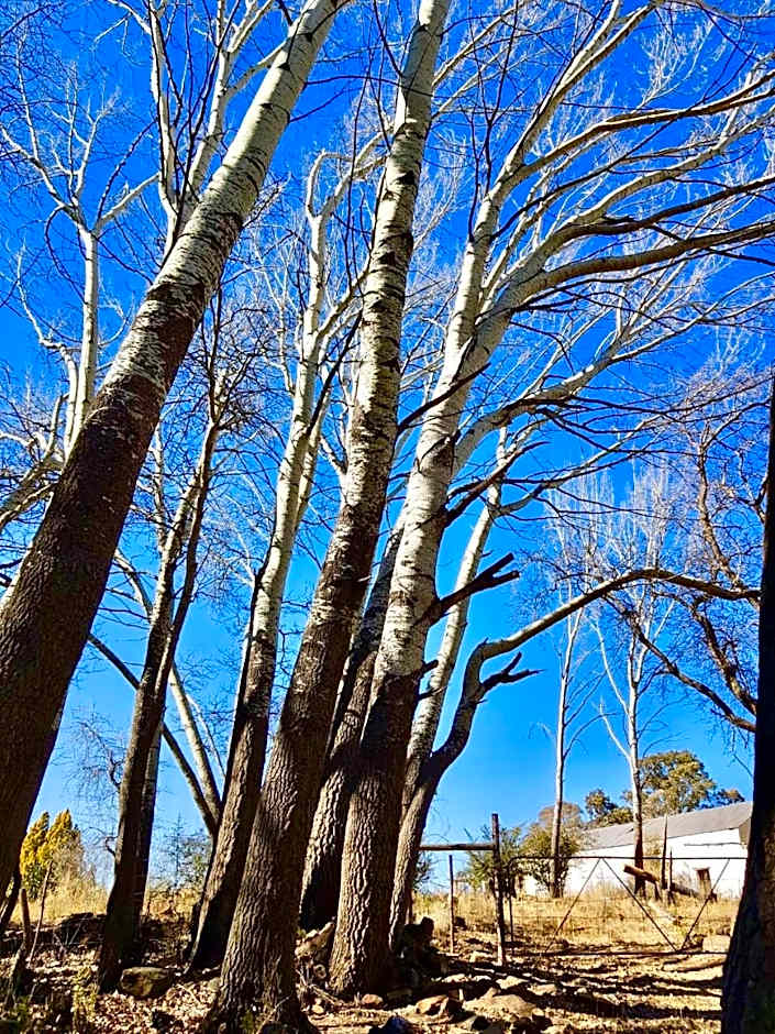 Sneeuberg Nature Reserve